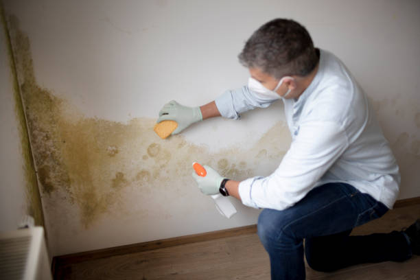 Best Mold Prevention Services  in King Cove, AK